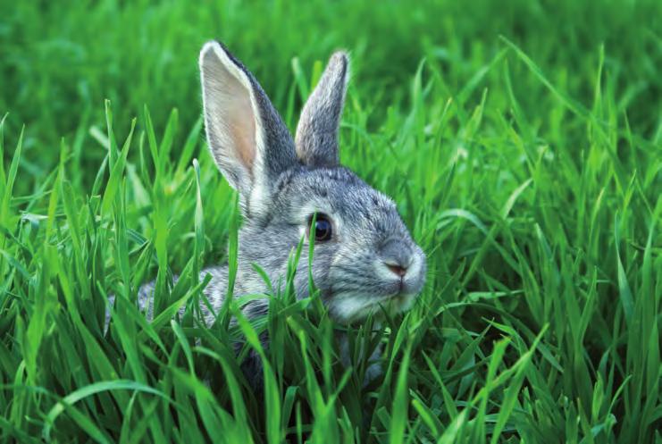 Programma alimentare Conigli Obiettivi: Elevato numero di conigli per fattrice Rapido accrescimento Ottima qualità delle carni LINEA AGRI PROGRAMMA ALIMENTARE