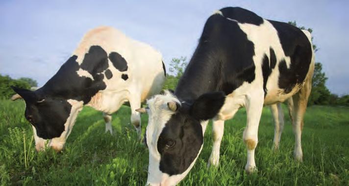 Programma alimentare Ruminanti LINEA AGRI Vacche e Bufale Obiettivi: Salute animale Latte di qualità