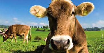 PROGRAMMA ALIMENTARE RUMINANTI LINEA AGRI Vacche, allevo e bufale TRADIZIONALE, MODERATAMENTE ENERGETICO 420 V.