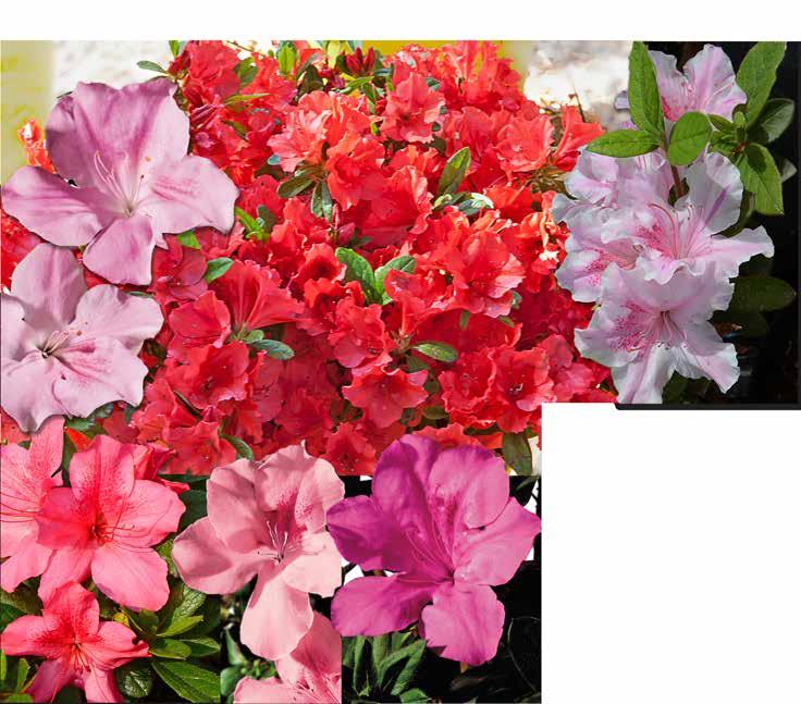 210 piante ornamentali da fiore Le dimensioni indicate si
