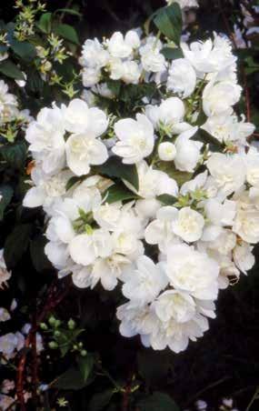 1 pianta in vaso 30,00 profumata profumata 8B241 GARDENIA JASMINOIDES «KLEIM S HARDY» Splendida varietà a fiore