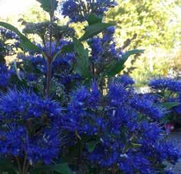 Splendida fioritura blu intenso da maggio a novembre.