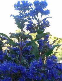 1 pianta in vaso 9,00 8B010 CARYOPTERIS CLANDONENSIS «GRAND BLUE»