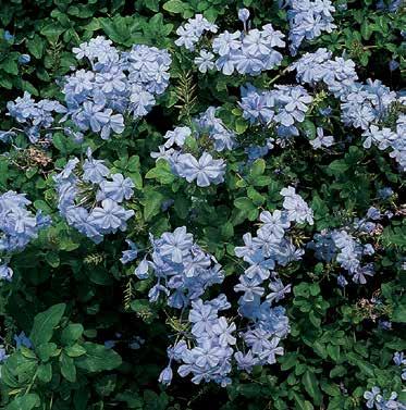 1 pianta in vaso 18,00 RESISTENTE AL GELO 8B011 NOVITÀ 2018 CARYOPTERIS