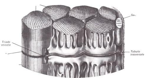 cardiomiociti contigui Desmosomi e zonulae adhaerentes (adesione) gap junctions