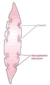 corpi di membrana e indirettamente tra cellula e cellula Giunzioni ancoranti (desmosomi) Presenza di gap