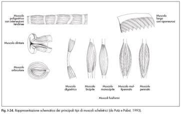 MUSCOLI Organizzazione Muscolo >