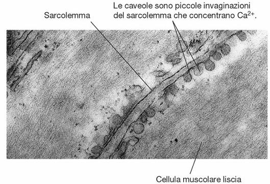 muscolari striate Le caveole aumentano la superficie della membrana plasmatica che contiene canali