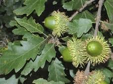 Quercus cerris Foglie di colore verde scuro dal margine con profonde lobature e