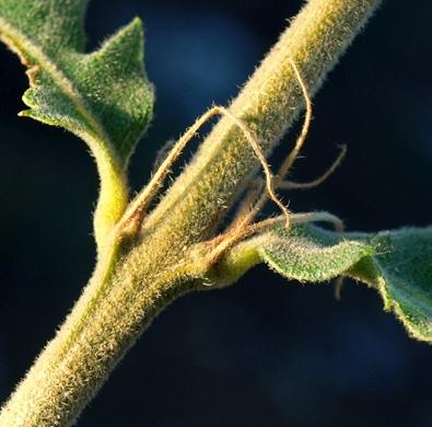 ParBcolarmente diﬀusa nell area Appenninica, dove entra nella composizione dei