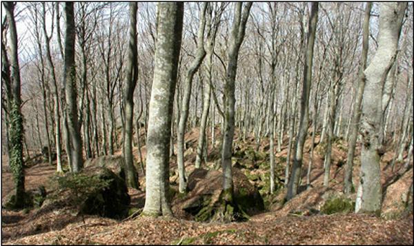 Si cosbtuisce prevalentemente in comunità forestali, caralerizzando la vegetazione dell orizzonte montano che, per la penisola italiana, si alesta nell intervallo albmetrico tra i 900-1000 m e i