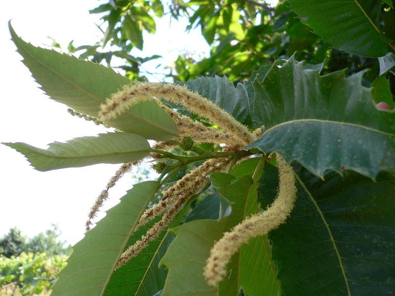 Genere Castanea - Specie Castanea sa-va Il castagno originario di boschi misb mesofili del piano collinare su suoli freschi e acidi, è stato esteso a parbre dall epoca romana in tule le stazioni dove