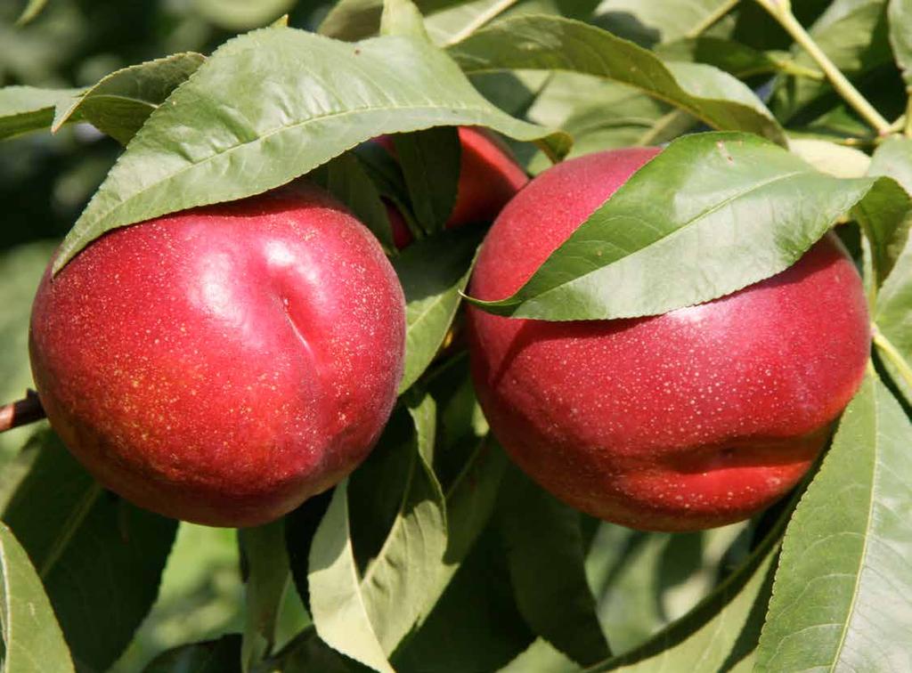 La nettarina viene consumata anche in una fase meno avanzata di maturazione quando la