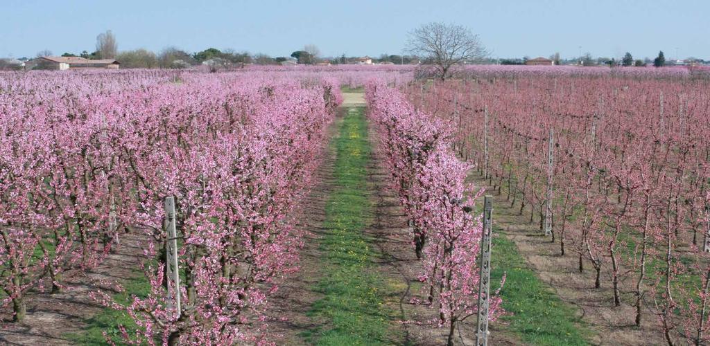 PERCHè SCEGLIERE LA E LA NETTARINA DI ROMAGNA IGP Mangiare frutta succosa, dolce e saporita è senz altro uno dei piaceri da regalarsi nelle calde giornate estive oltre che essere un vero e proprio