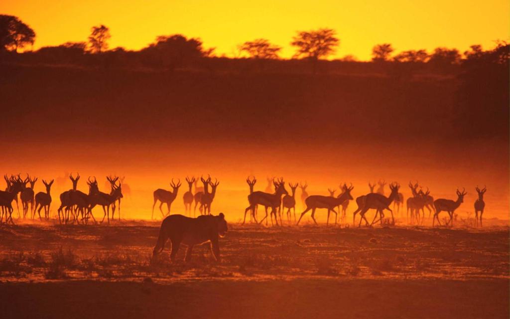 Pensione completa durante il safari. Ci sara' la possibilita' di fare anche game drive all'alba.