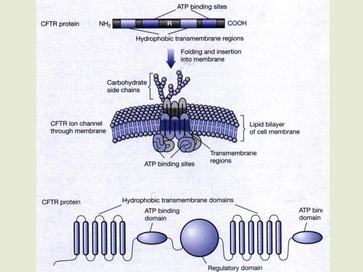 Il gene e la proteina CFTR (Cystic Fibrosis Transmembrane