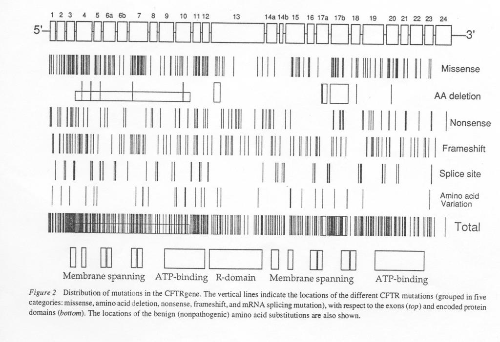 Distribuzione mutazioni FC (Zielenski