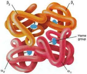 info/encyclopedia/h/hemoglobin.