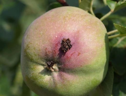 tempo di carenza di questa molecola (3 giorni) e sfruttando in questo modo a sua azione collaterale contro altre malattie da conservazione.