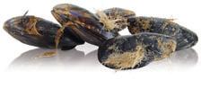 mussel washer PULISCICOZZE 5 Kg.