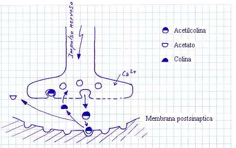 SINAPSI CHIMICA COLINERGICA L acetilcolina, rilasciata dalla terminazione nervosa, dopo essersi legata al recettore sulla