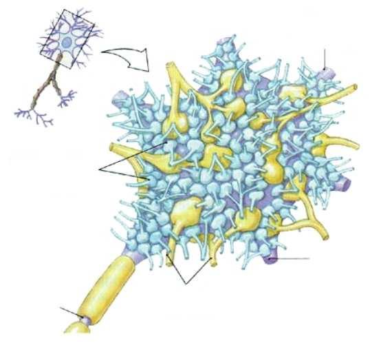 dendrite del neurone postsinaptico terminali assonali di