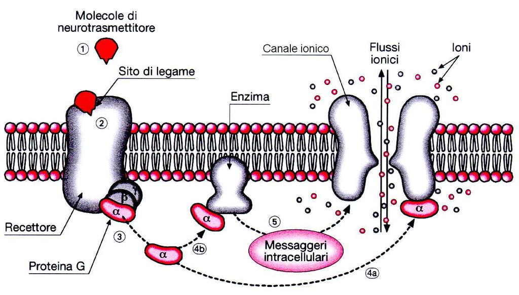 EFFETTO DEI NEUROMEDIATORI SUI RECETTORI METABOTROPI