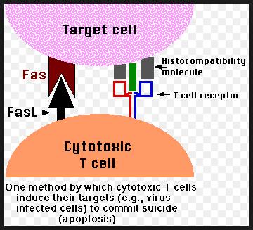 2. La morte cellulare programmata è necessaria per distruggere le cellule che costituiscono una minaccia per l'integrità dell'organismo Esempi: Cellule infettate da virus Uno dei