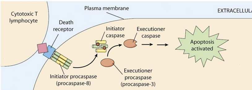 1. Apoptosi innescata da segnali esterni: la via di attivazione estrinseca o death