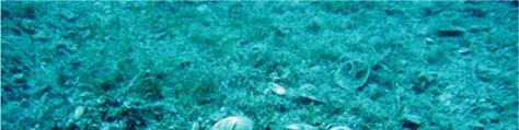 non segnalata in quella porzione di Mar Adriatico nella check list aggiornata della flora e della fauna marina