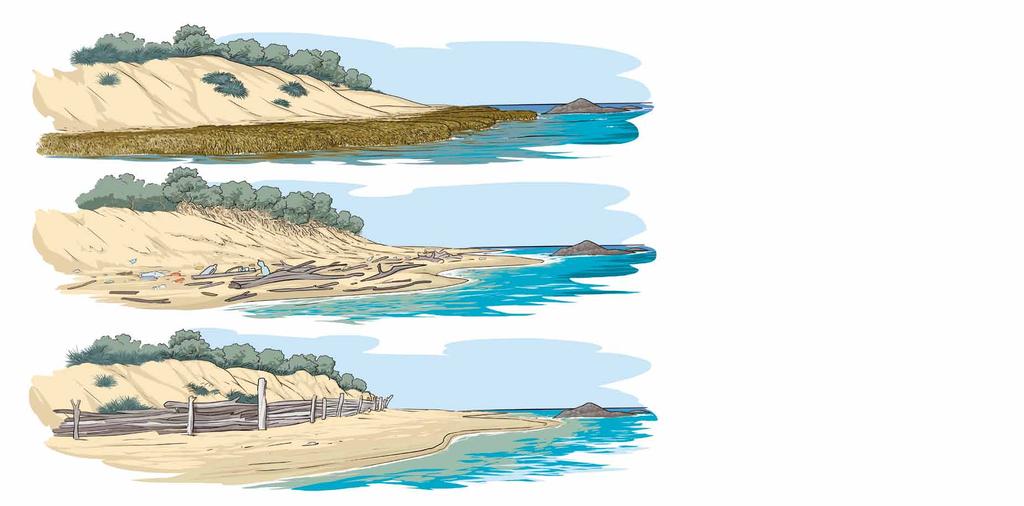 Riutilizzare: quando la spazzatura marina può essere una risorsa Le dune svolgono un ruolo importantissimo nell equilibrio della costa.