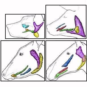 Ghiandole salivari Accanto alle numerose ghiandole disperse sulla parte della cavità orale che secernano un secreto viscoso (mucoso) ci sono anche tre grosse strutture