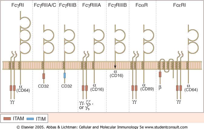 Recettori Fc