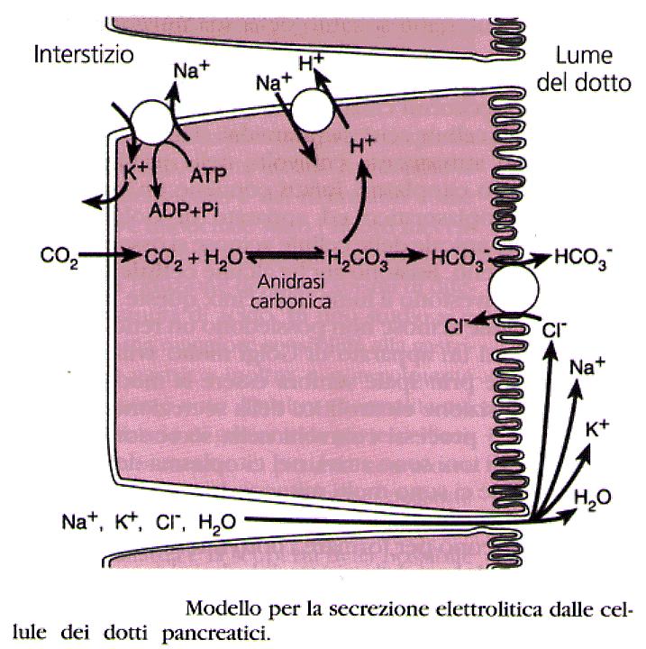 Nella cell pancreatica HCO3- va verso il lume scambiandosi con il Cl-. H+ non fa bene alla cell e viene allontanato da una pompa H+ATPasi o uno scambiatore H+/Na.