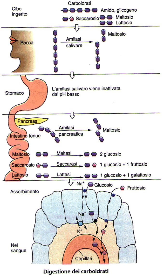 La digestione degli zuccheri inizia nella bocca dove amilasi salivare inizia la digestione di amido trasformandolo in destrine.