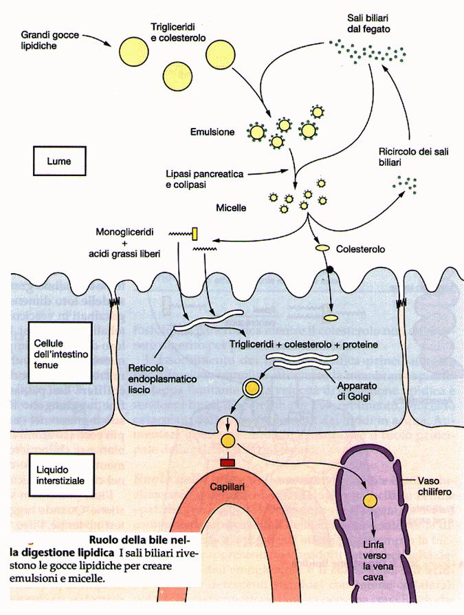 Le lipoproteine si dividono in base al contenuto proteico in (cosa che si può fare tramite una corsa elettroforetica): Chilomicroni nella corsa elettroforetica non si muovono VLDL LDL HDL più veloci