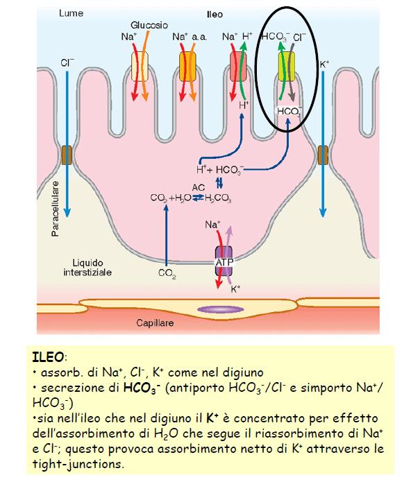 - Nel duodeno per meccanismo attivo trans cellulare Il calcio entra nella cellula con 2 possibili vie: IMCal (trasportatore dell orletto a spazzola) o CaT1(chiamato anche TRPV6 ed è un canale ionico).
