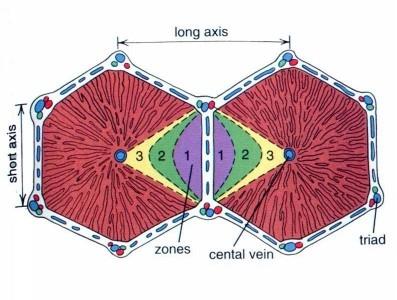 Il lobulo è fatto da lamine di epatociti. Ai vertici dell esagono ci sono le 3 strutture della triade epatica (ramo arteria epatica, ramo vena porta, dotto biliare).