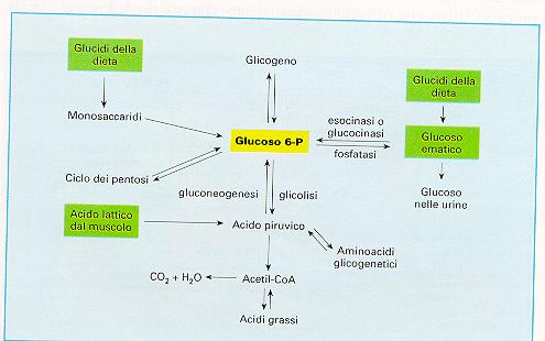 Prodotta dopo il pasto, quando aumenta glicemia. Glicemia normale è 100 mg x 100 ml. Agisce sul fegato facendo entrare glucosio facendo esporre sulla membrana dell epatocita GLUT 2.