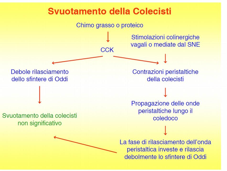 Qui è trasformata tramite un processo di glucuronazione in bilirubina diretta, idrosolubile, che va a finire nella bile dopo essere stata escreta dagli epatociti nei canalicoli biliari.