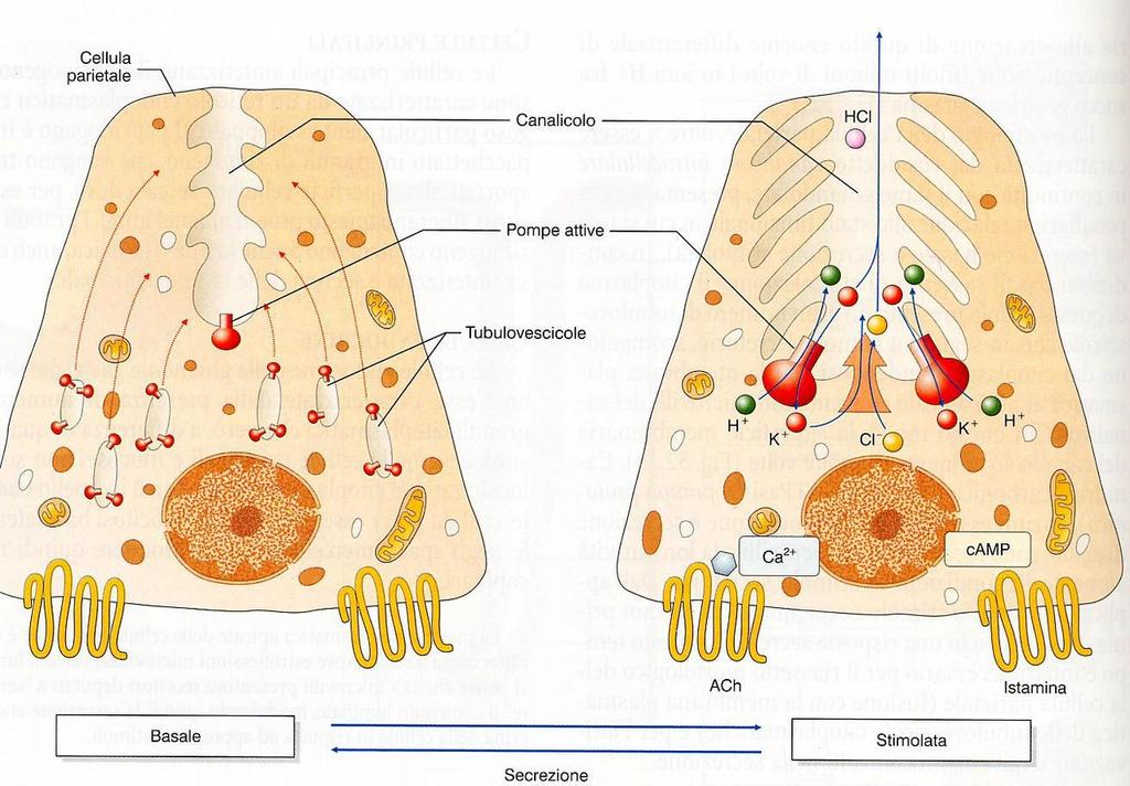 La cell parietale presenta struttura diversa in condizioni basali e di attività. Se è rilassata nel citosol troviamo strutt tubulari dette tubulovescicole che contengono la pompa protonica.