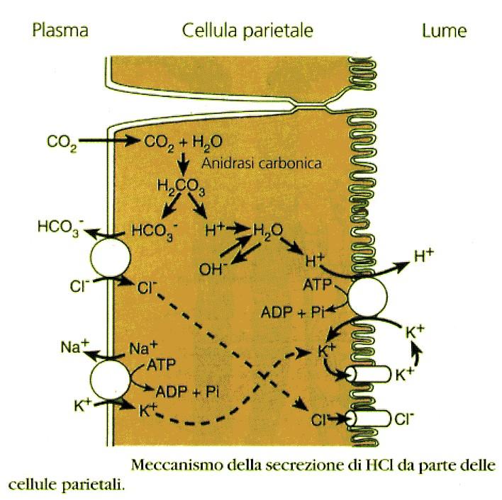 Quando la cell è in fase attiva i fattori che attivano la cell agiranno con secondi messaggeri come Ca++ e camp.