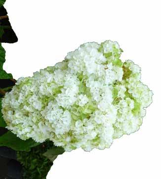 «Roseum» Magnifica ed elegante fioritura estiva con fiori grandi fino a 20 cm,