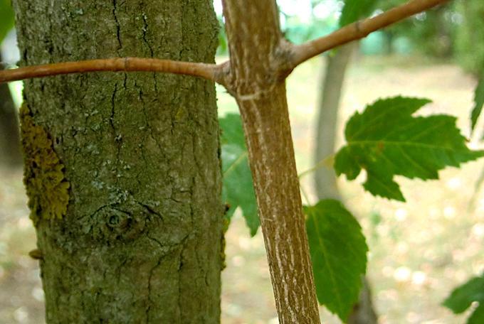 la corteccia delle branche più vecchie è suberosa e screpolata, di colore grigio-bruno.