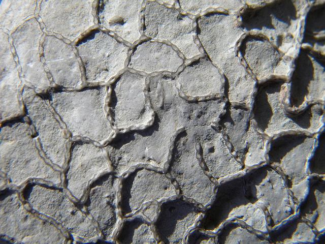 sorta di palizzata parete imperforata e tabule