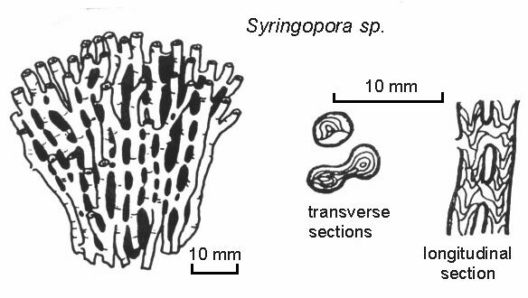 Syringopora Ord.