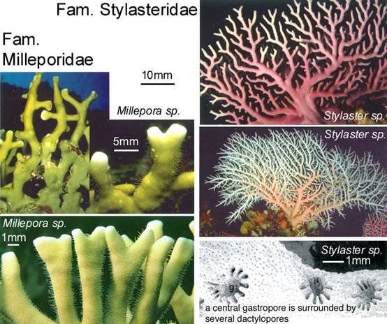 Classe Hydrozoa idrozoi a scheletro calcareo con colonie di forma varia (incrostanti, massicce, ramificate, lame verticali) partecipano all edificazione di scogliere