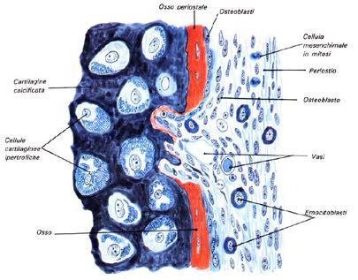 Invasione della cartilagine calcificata Le cellule cartilaginee
