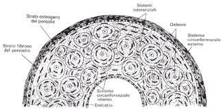 Compatto Struttura Microscopica Compatto: lamelle parallele e sistemi osteonici Organizzazione Lamelle Osteoni o