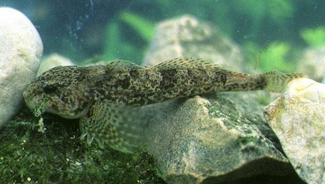 Classe: Actinopterygii Ordine: Scorpaeniformes Famiglia: Cottidae Genere: Cottus MORFOLOGIA: corpo fusiforme, appiattito in senso dorso-ventrale; ha il capo largo e lievemente depresso e il peduncolo